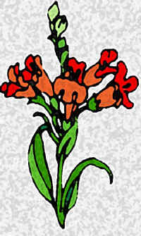 Roža Karikarniolis.jpg (53368 bytes)